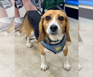 Beagle Dogs for adoption in Fairfax, VA, USA