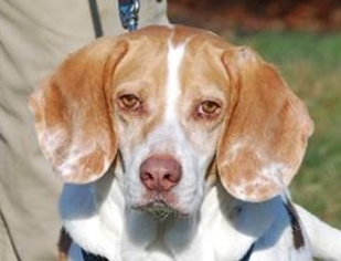 Bagle Hound Dogs for adoption in Chesapeake City, MD, USA