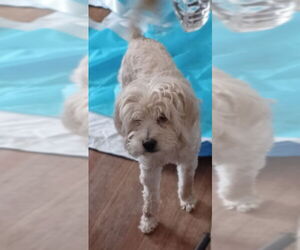 Poodle (Miniature)-Unknown Mix Dogs for adoption in Dallas, TX, USA