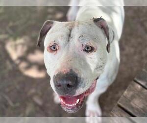American Pit Bull Terrier Dogs for adoption in Tulsa, OK, USA
