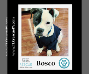 Boxer Dogs for adoption in Kimberton, PA, USA