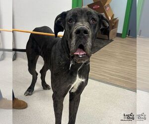 Great Dane-Unknown Mix Dogs for adoption in Washington, DC, USA