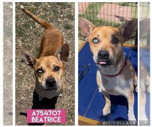 Mutt Dogs for adoption in San Antonio, TX, USA