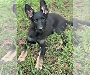 German Shepherd Dog-Unknown Mix Dogs for adoption in Mooresville, NC, USA