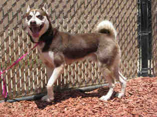 Siberian Husky Dogs for adoption in Norco, CA, USA