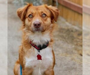 Golden Retriever-Spaniel Mix Dogs for adoption in San Diego, CA, USA