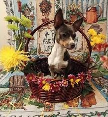 Rat Terrier Dogs for adoption in Salt Lake City, UT, USA