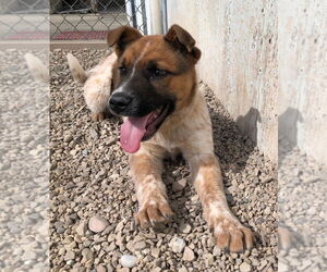 Mutt Dogs for adoption in Salt Lake City, UT, USA