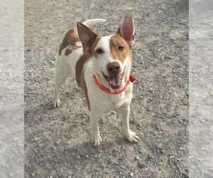 Bull Terrier-Unknown Mix Dogs for adoption in Evansville, IN, USA