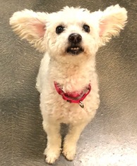 Poochon Dogs for adoption in Tempe, AZ, USA