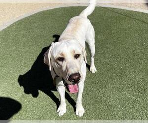 Labrador Retriever-Unknown Mix Dogs for adoption in Las Vegas, NV, USA