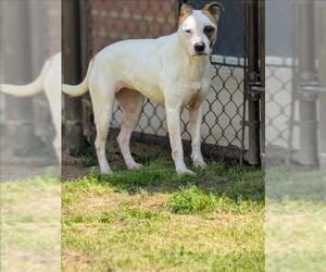 Labrador Retriever Dogs for adoption in Grovetown, GA, USA