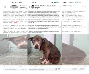 Mutt Dogs for adoption in Holly Springs, NC, USA