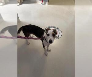 Australian Shepherd-Basset Hound Mix Dogs for adoption in Santa Cruz, CA, USA