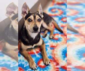 Dachshund-Unknown Mix Dogs for adoption in Woodbury, NY, USA