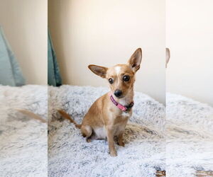 Chihuahua Dogs for adoption in St. Louis Park, MN, USA