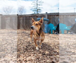 Chiweenie Dogs for adoption in St. Louis Park, MN, USA