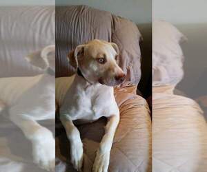 Medium Photo #1 Labrador Retriever-Unknown Mix Puppy For Sale in Dana Point, CA, USA
