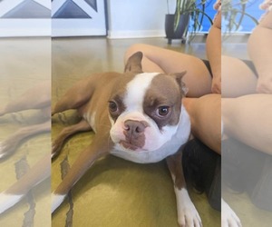 Boston Terrier Dogs for adoption in phoenix, AZ, USA