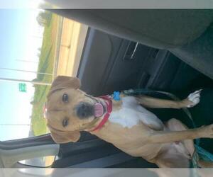 Labrador Retriever Dogs for adoption in bloomington, IL, USA
