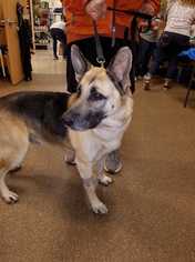 German Shepherd Dog Dogs for adoption in CORNING, NY, USA