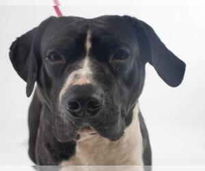 American Bandogge Dogs for adoption in Minneapolis, MN, USA