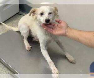 Chihuahua-Unknown Mix Dogs for adoption in Visalia, CA, USA