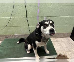 Siberian Husky-Unknown Mix Dogs for adoption in Grand Prairie, TX, USA