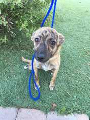 Chihuahua-Whippet Mix Dogs for adoption in Sylmar, CA, USA