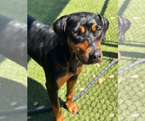 Rottweiler-Unknown Mix Dogs for adoption in Hillsboro, NH, USA