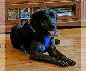 Medium Photo #1 Rottweiler-Unknown Mix Puppy For Sale in White Hall, AR, USA
