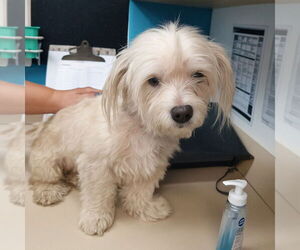 Maltese-Unknown Mix Dogs for adoption in Canton, CT, USA