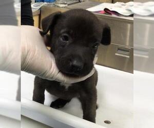Medium Photo #1 German Shepherd Dog-Unknown Mix Puppy For Sale in Riverside, CA, USA