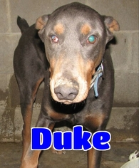 Doberman Pinscher Dogs for adoption in Lawrenceburg, KY, USA