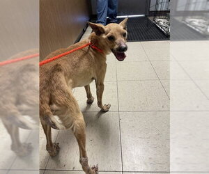Chihuahua-Unknown Mix Dogs for adoption in Stockton, CA, USA