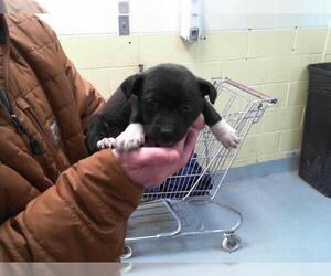 American Pit Bull Terrier-Unknown Mix Dogs for adoption in Tulsa, OK, USA