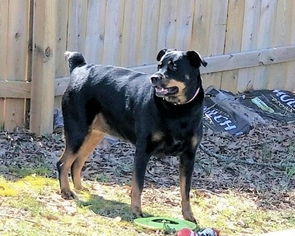 Rottweiler Dogs for adoption in Madison, AL, USA