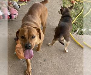 Boxador Dogs for adoption in League City, TX, USA