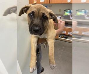Mastiff-Unknown Mix Dogs for adoption in Santa Cruz, CA, USA