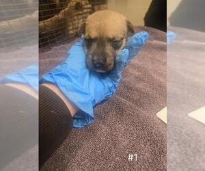 German Shepherd Dog Dogs for adoption in Modesto, CA, USA