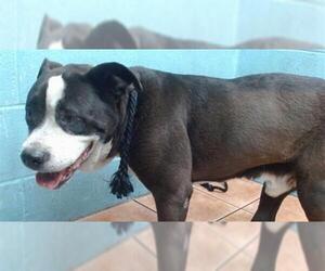 American Pit Bull Terrier Dogs for adoption in Downey, CA, USA