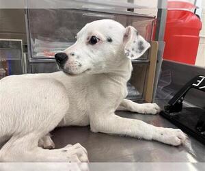 Dalmatian-Unknown Mix Dogs for adoption in Waco, TX, USA