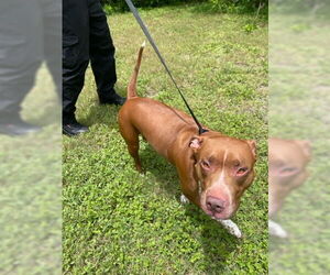 American Pit Bull Terrier Dogs for adoption in West Palm Beach, FL, USA