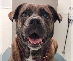 Rottweiler-Unknown Mix Dogs for adoption in Spring, TX, USA