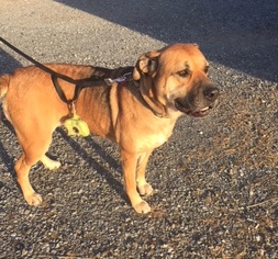 Bullmasador Dogs for adoption in Potomac, MD, USA