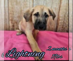 Mutt Dogs for adoption in Woodbury, NY, USA