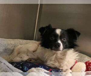 Chihuahua Dogs for adoption in Rancho Cucamonga, CA, USA