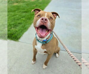 American Pit Bull Terrier Dogs for adoption in Long Beach, CA, USA