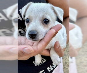 Chihuahua-Unknown Mix Dogs for adoption in Fremont, CA, USA