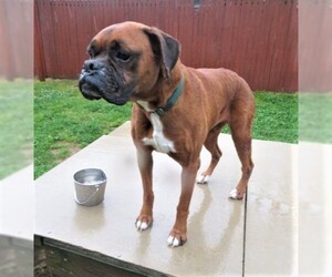 Boxer Dogs for adoption in Franklin, TN, USA